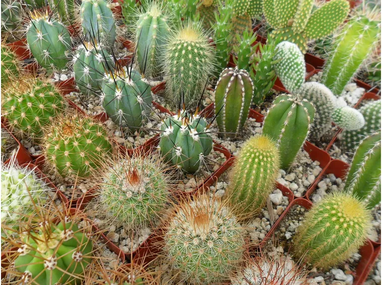 Dei cactus