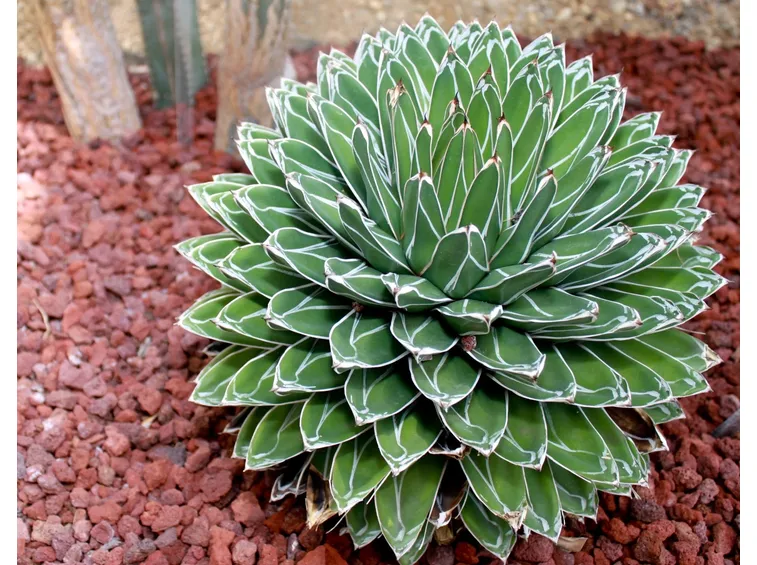 Agave