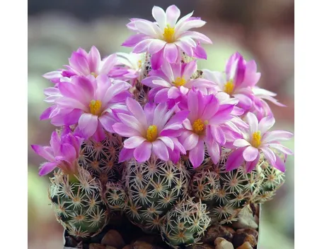 Escobaria Minima