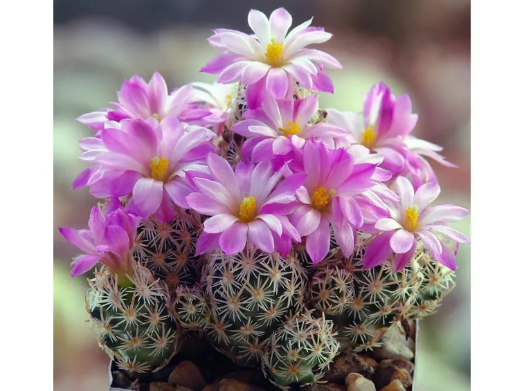 Escobaria Minima