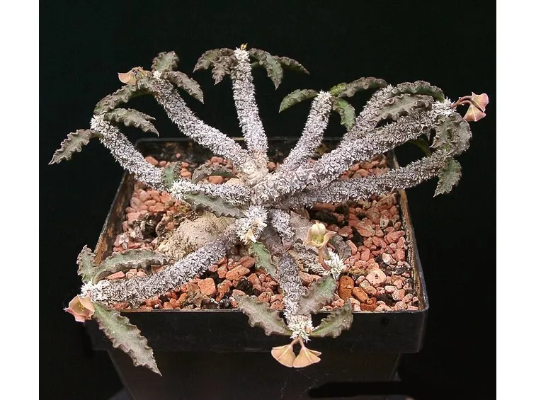Euphorbia Ambovombensis pianta grassa