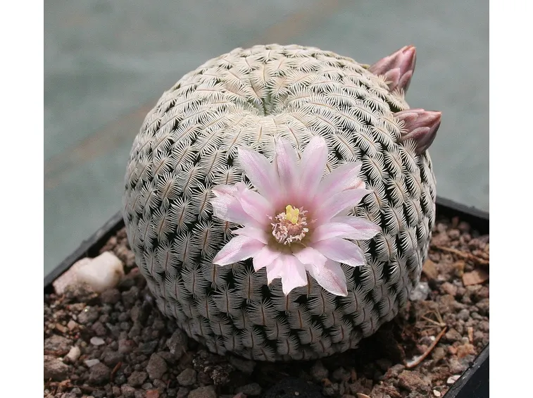 Mammillaria Pectinifera pianta rara