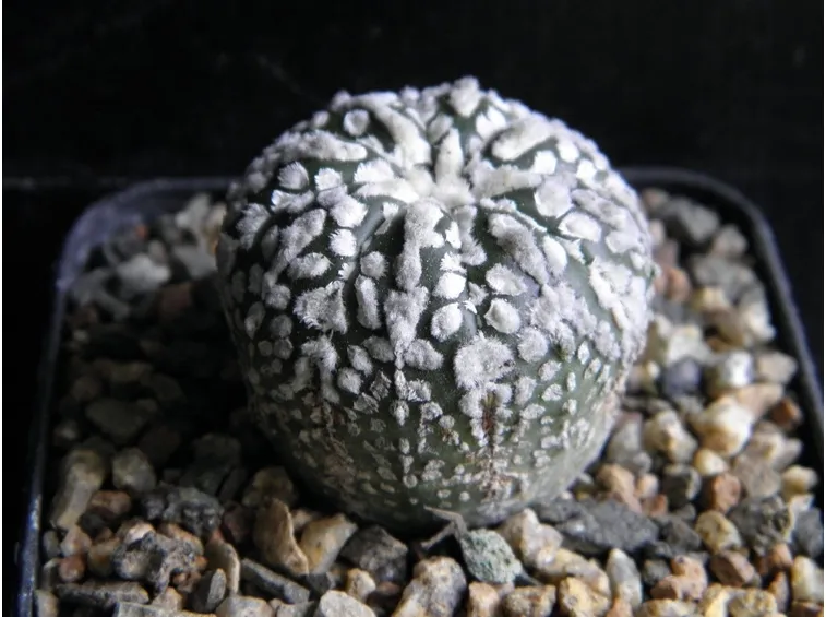 Astrophytum Asterias piante rare