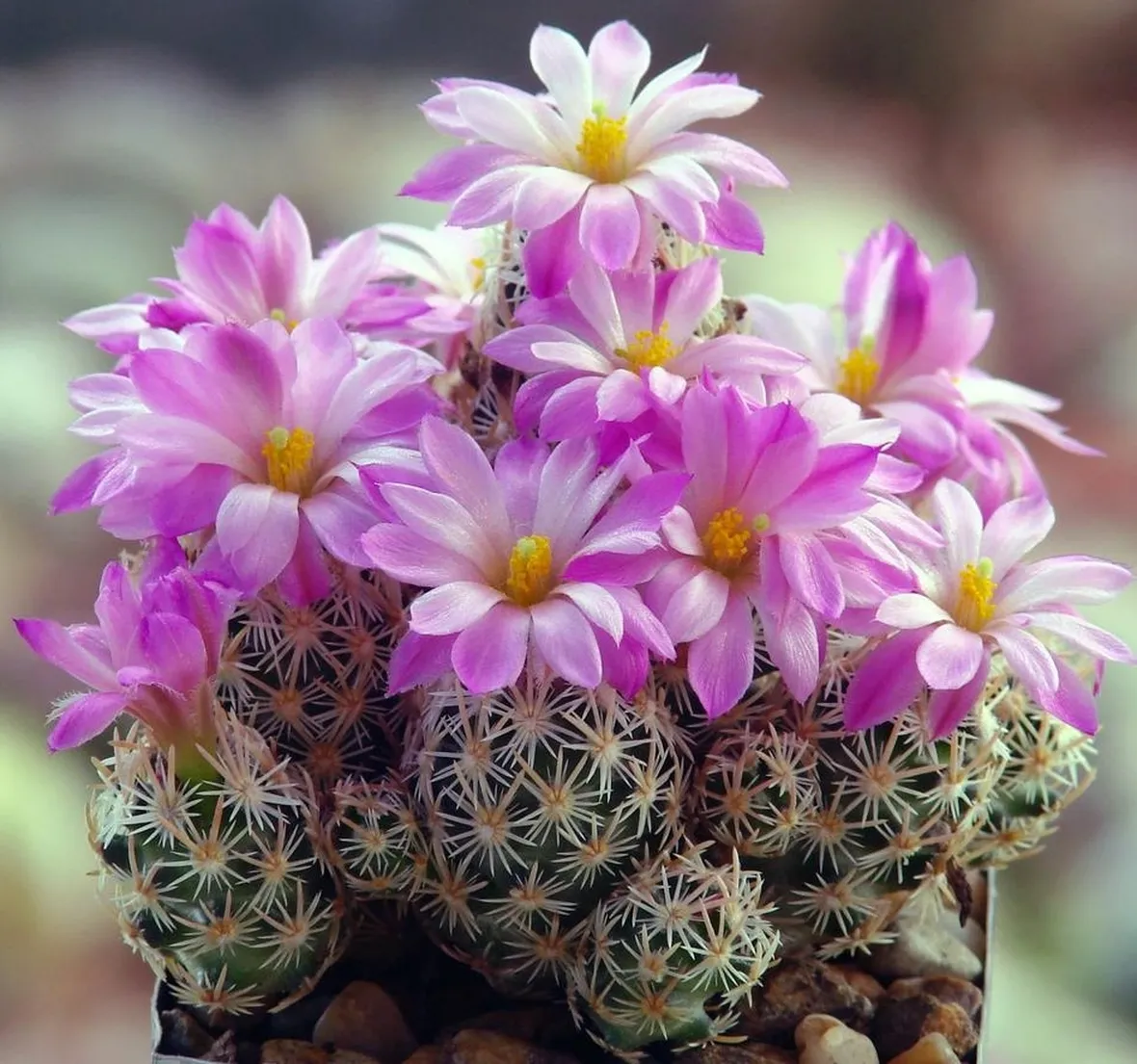 Escobaria Minima