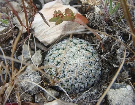 Esemplare di pianta succulenta rara