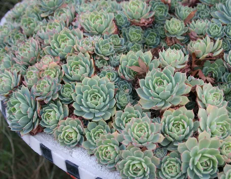 pianta grassa