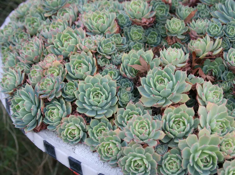 pianta grassa