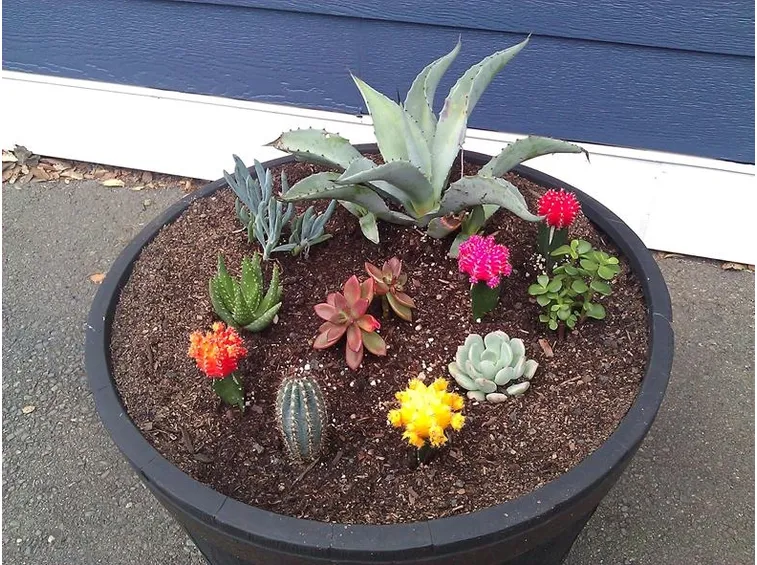 una varietà di piante grasse e fiori colorati