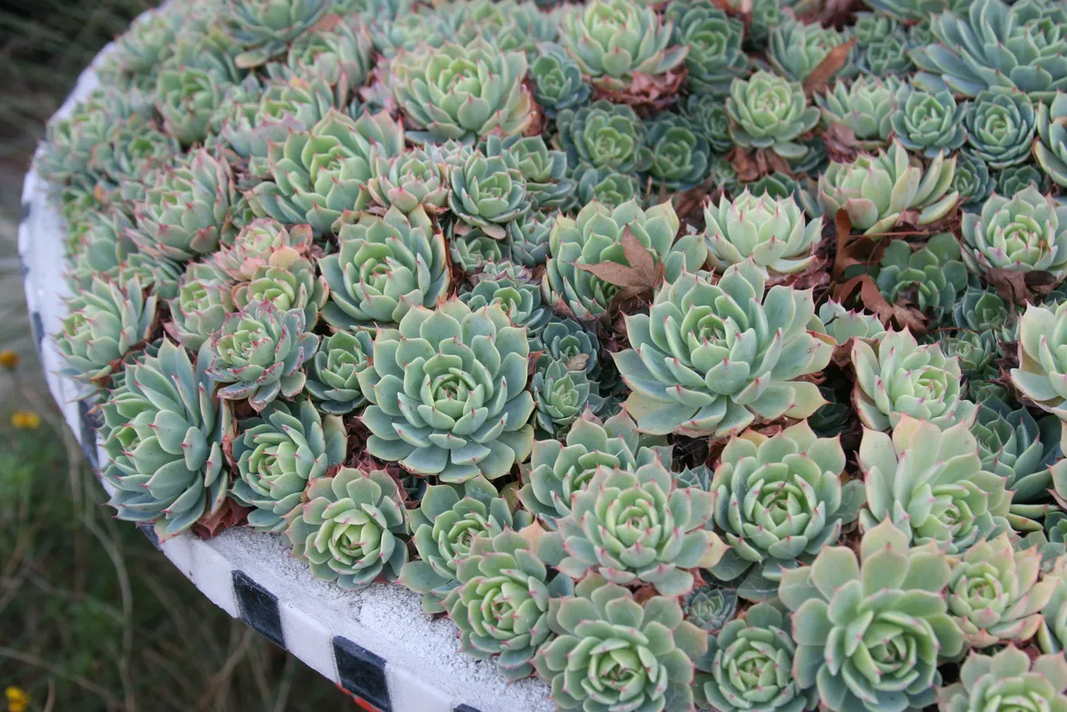 pianta grassa