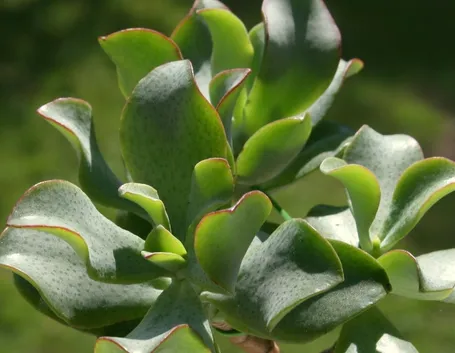 Crassula undulatifolia