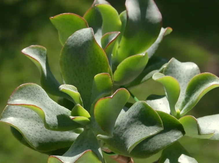 Crassula undulatifolia
