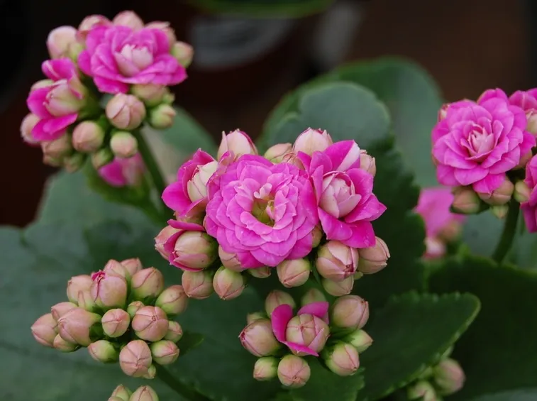 Fiori di Kalanchoe blossfeldiana