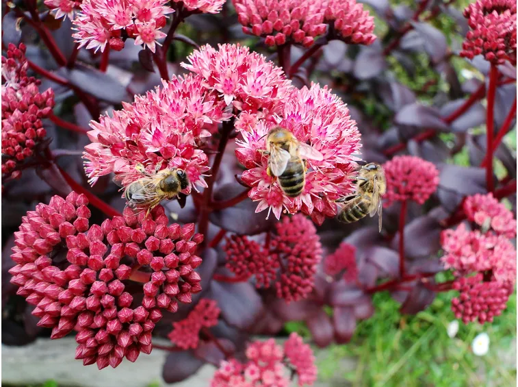 fiori di Sedum spectabile