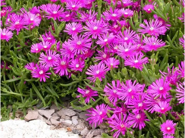 Delosperma grandiflorum