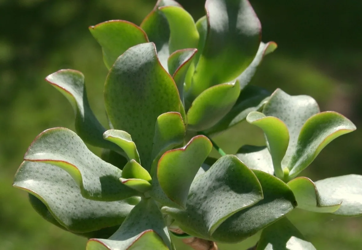 Crassula undulatifolia