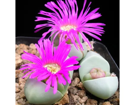 Piante in fiore di Argyroderma