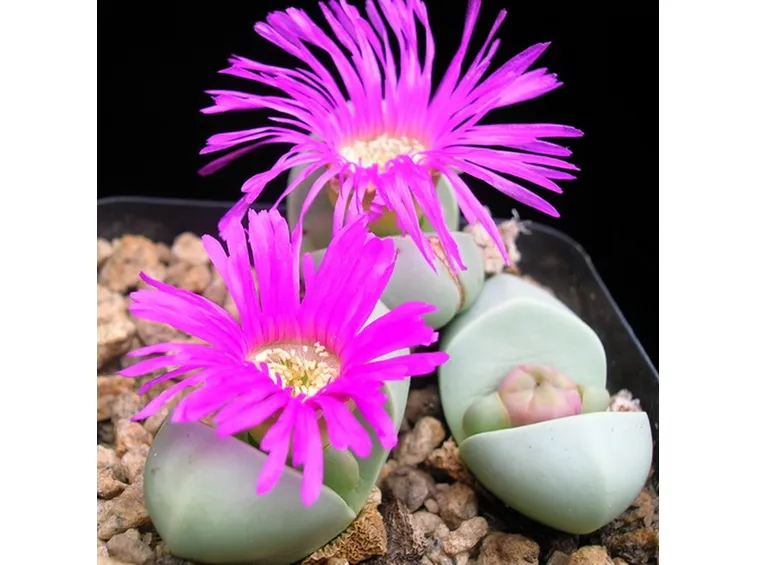 Piante in fiore di Argyroderma