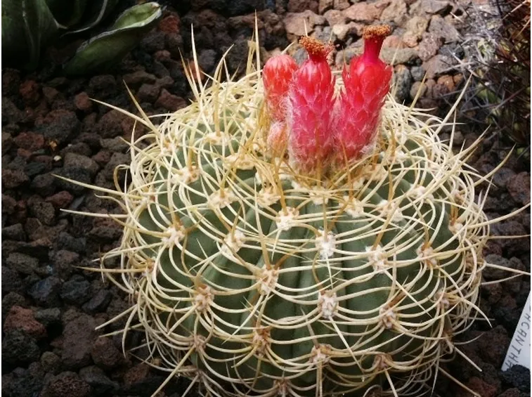 Pianta succulenta di Denmoza