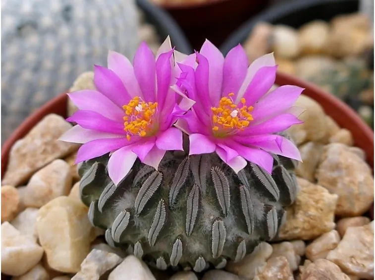 Piante di Pelecyphora in fiore