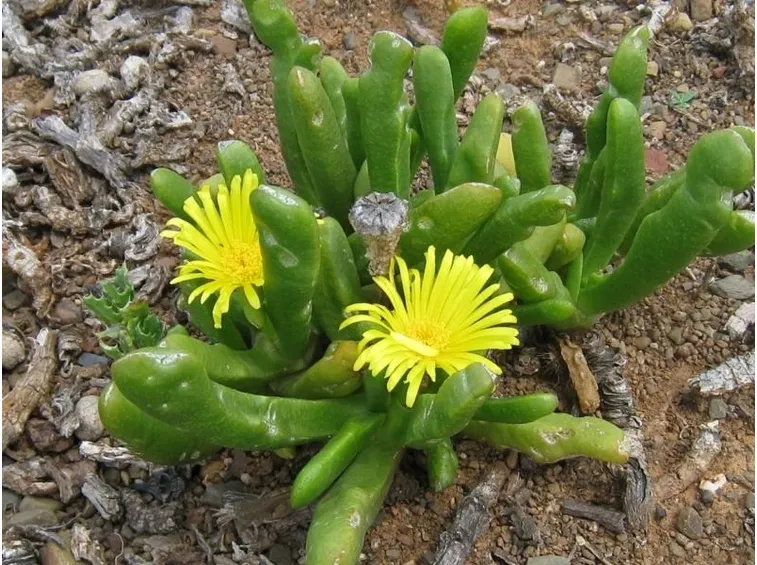 Piante e fiori di Glottiphyllum