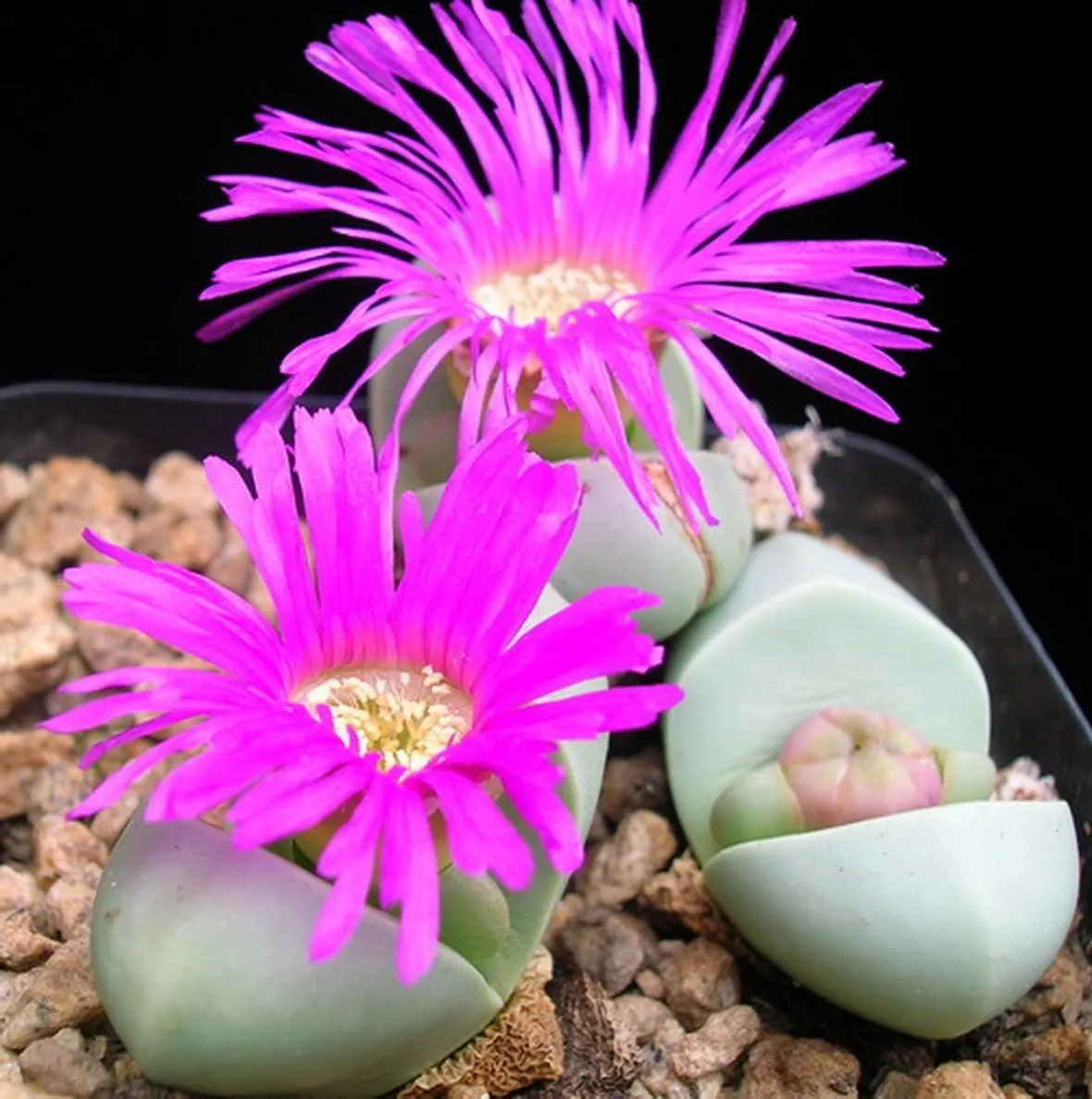 Piante in fiore di Argyroderma