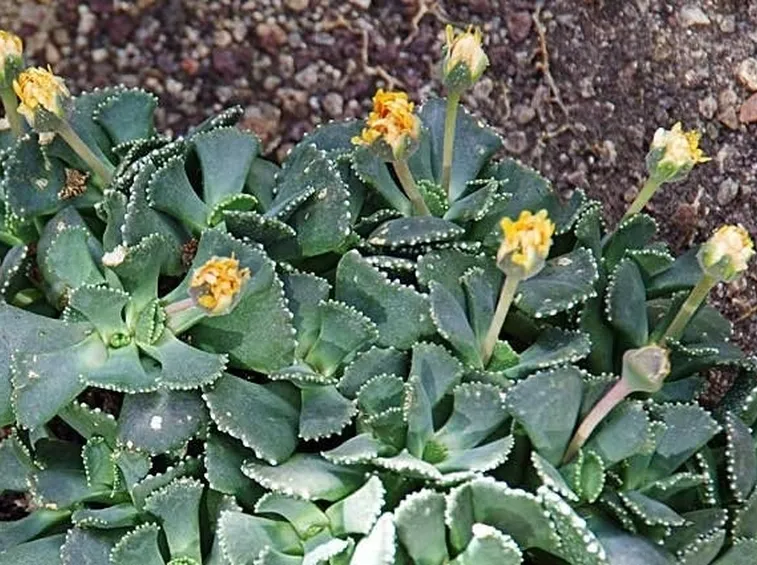 Aizoaceae