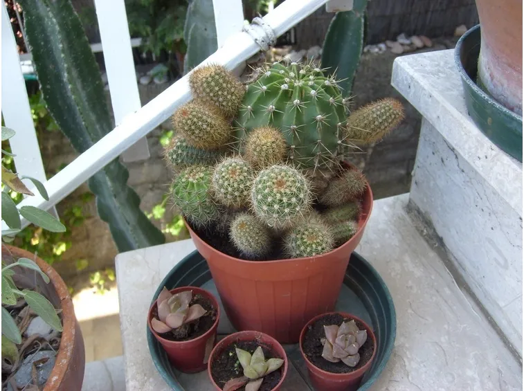 Cactacea
