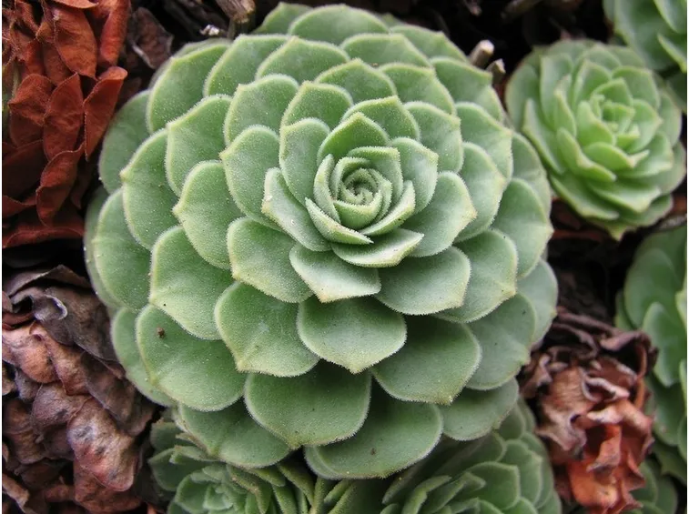 Esemplare di Crassulacea