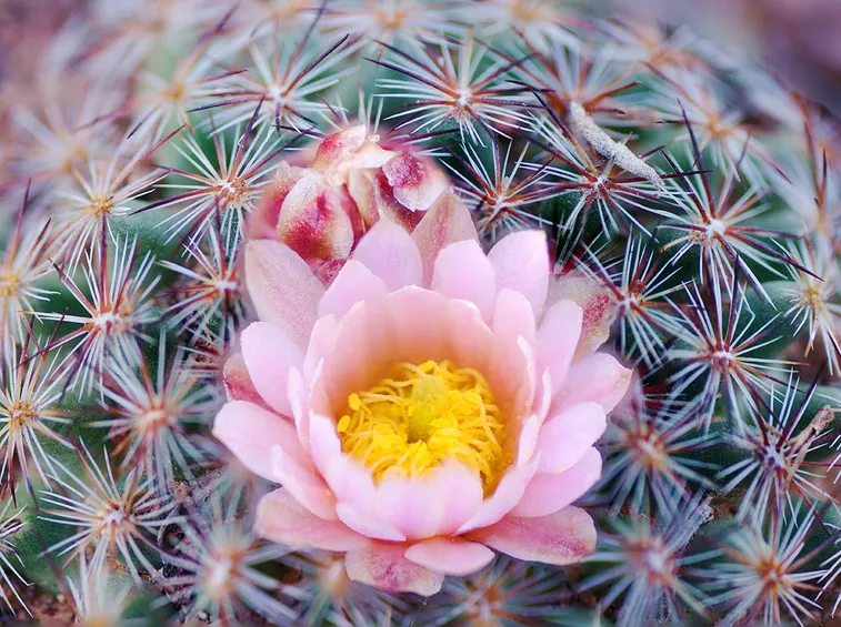 Cactus fiorito