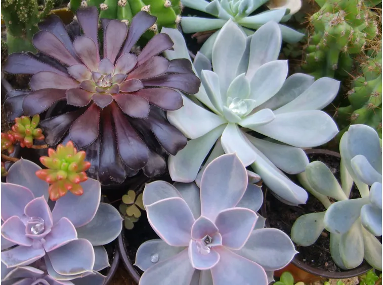 Piante succulente