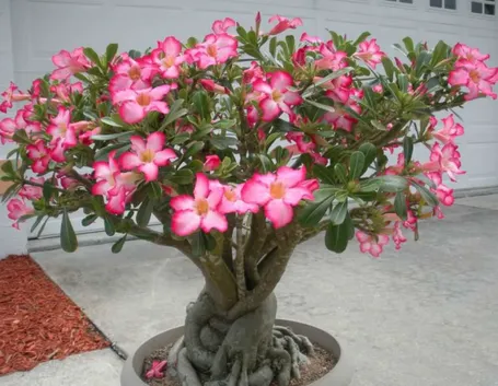 Esemplari di rosa del deserto in vaso
