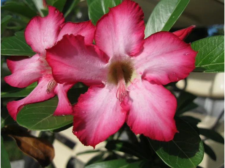 Un bellissimo fiore di rosa del deserto