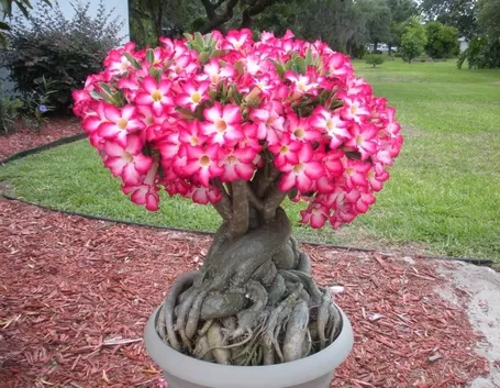 Rosa del deserto fiorita