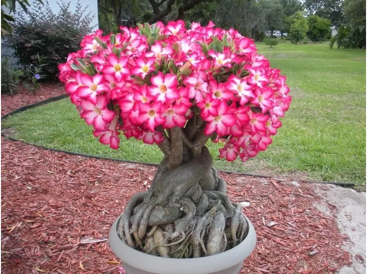 Rosa del deserto fiorita