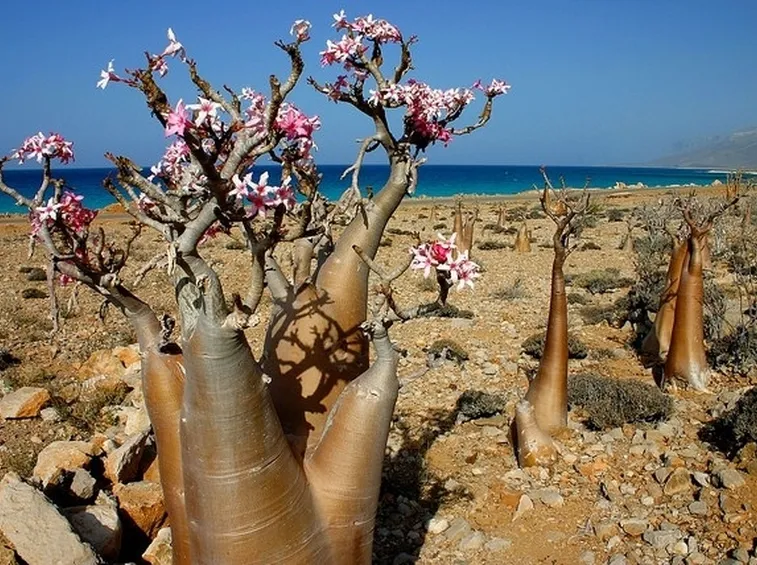 Ambiente ideale per la meditazione con rosa del deserto