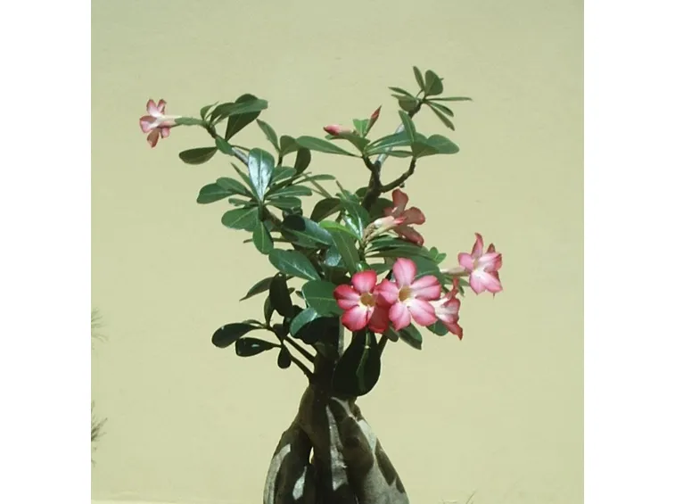 Regalate una rosa del deserto non fiorita ha chi soffre per amore