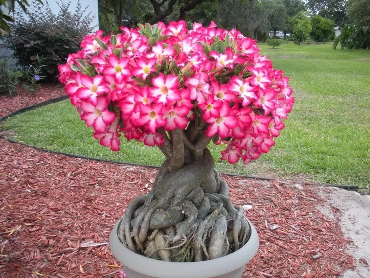 Rosa del deserto fiorita