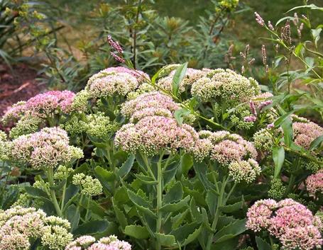 Sedum