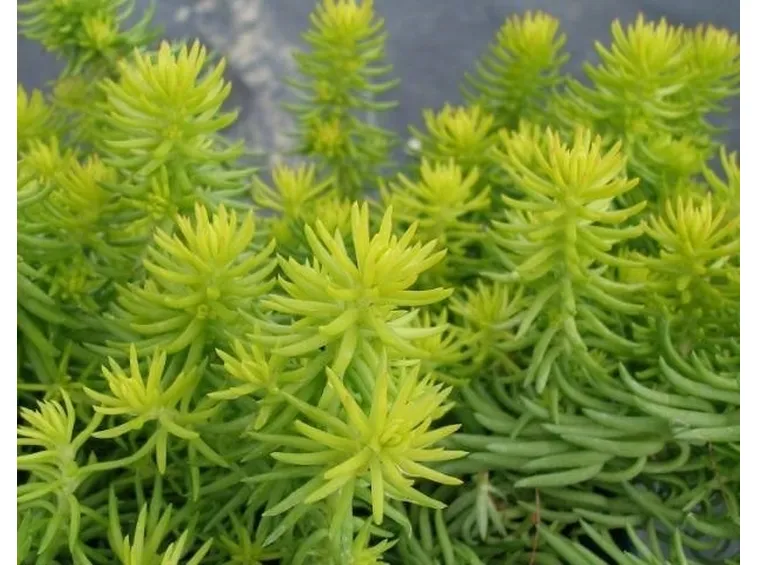 Sedum