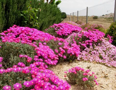 Bellissima fioritura di Carpobrotus