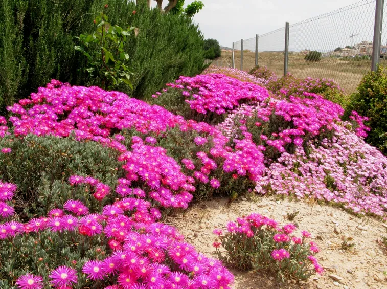 Bellissima fioritura di Carpobrotus