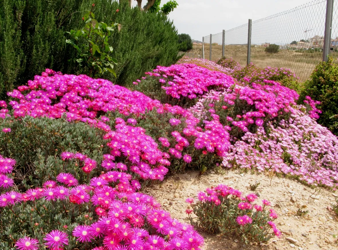 Bellissima fioritura di Carpobrotus
