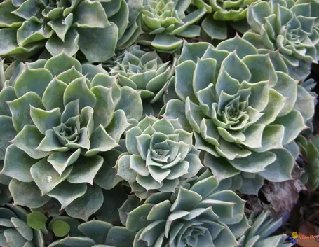 Sempervivum montanum