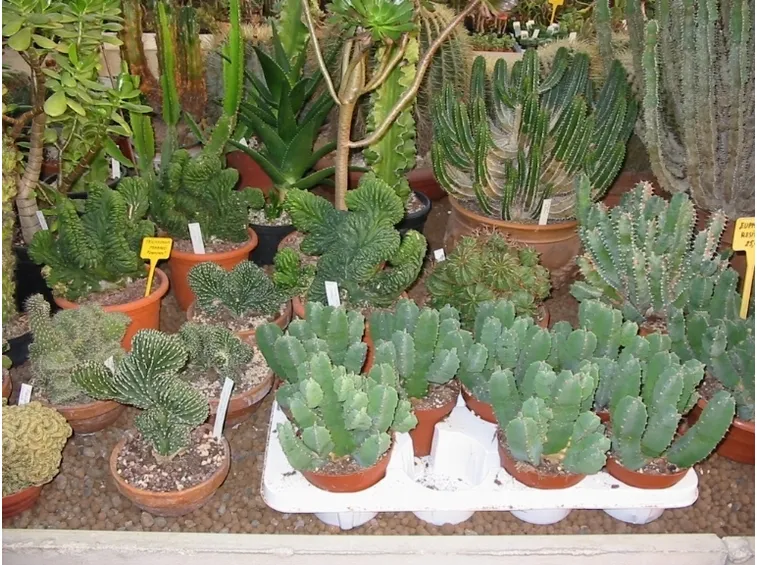 piante grasse