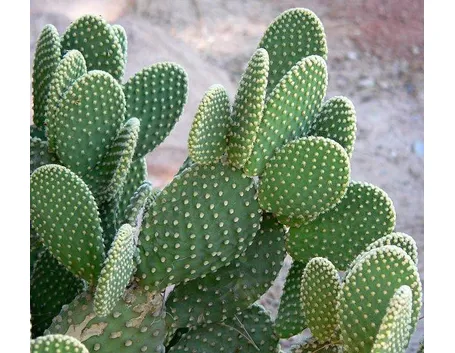 Opuntia microdasys