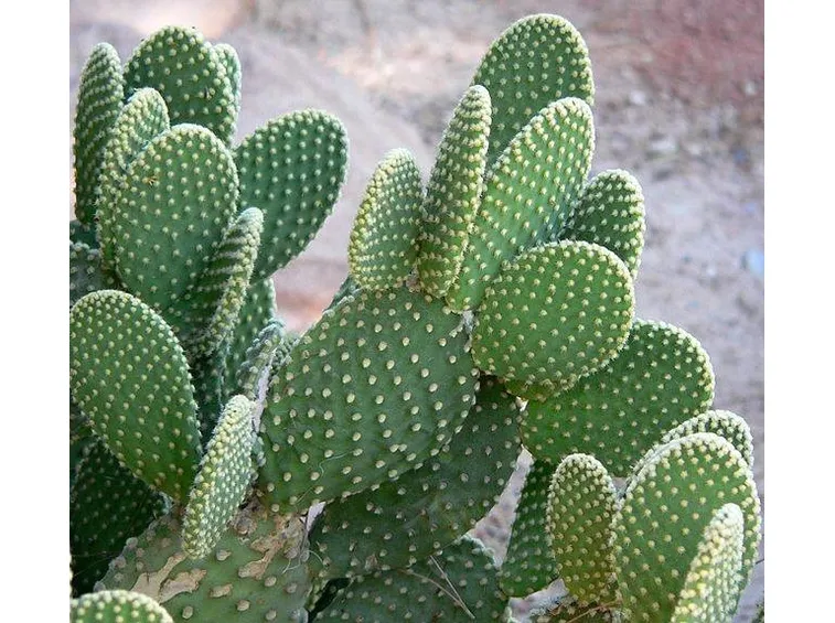 Opuntia microdasys