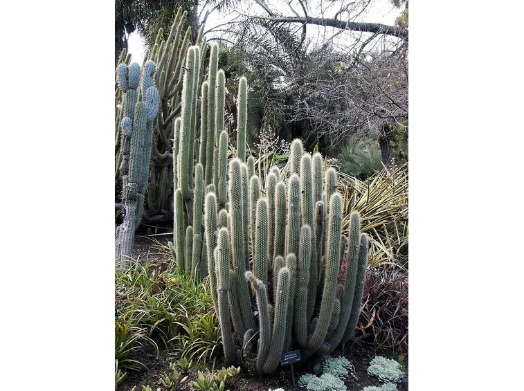 Cleistocactus