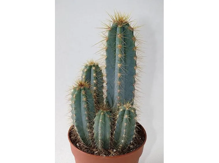 Cereus