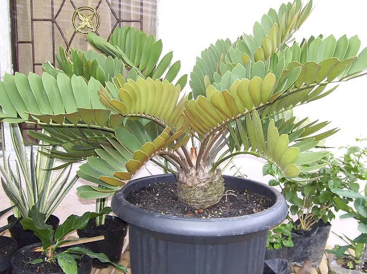 Zamia vaso