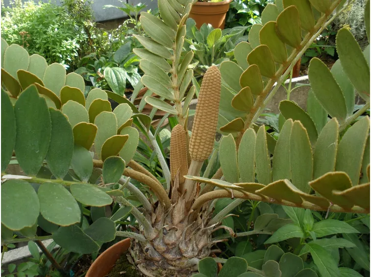Zamia rigogliosa
